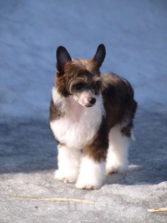Собаки в Липецке: Пуховый мальчик Мальчик, 20 000 руб. - фото 6