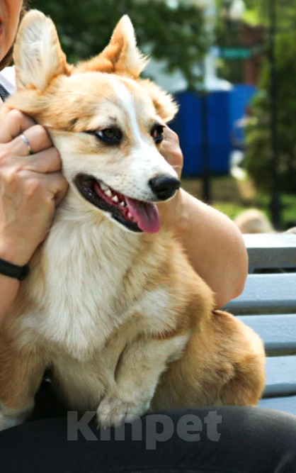 Собаки в Чапаевске: Девочка Эстель Руж Девочка, 50 000 руб. - фото 3