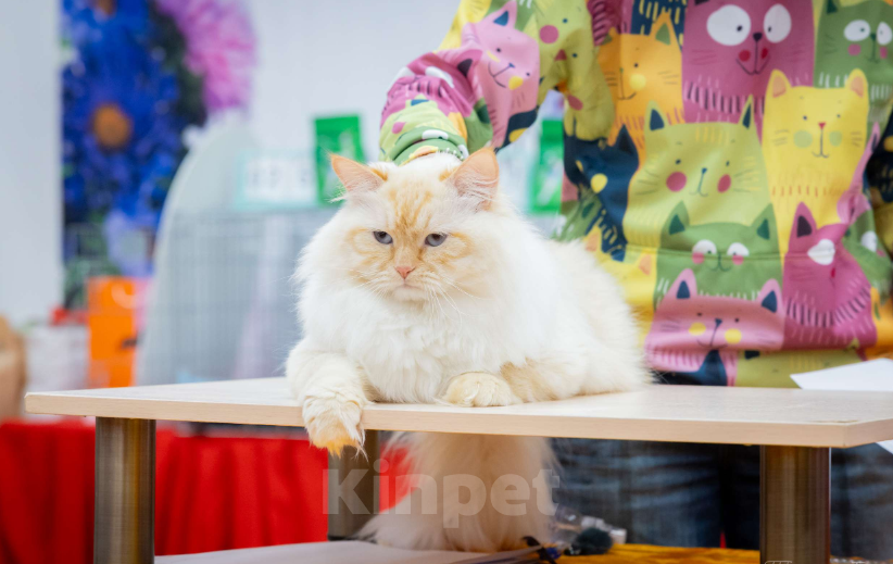 Кошки в других городах Московской области: Шикарный титульный кот  приглашает девочек на свидание. Мальчик, 25 000 руб. - фото 6