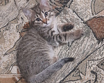 Кошки в Иркутске: Сибирский котёнок Девочка, 100 руб. - фото 1
