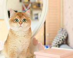 Кошки в Владивостоке: Британский котенок Карат Мальчик, 80 000 руб. - фото 4