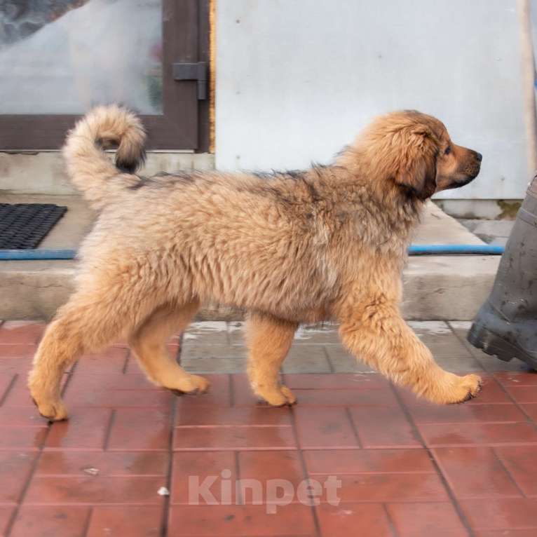 Собаки в Москве: Байра Девочка, Бесплатно - фото 6