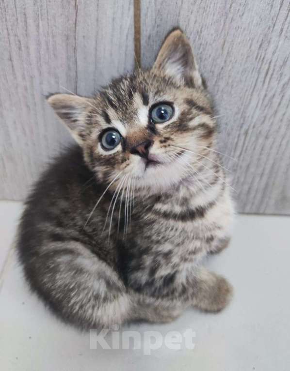 Кошки в Москве: Котенок Каспер размером с ладошку в добрые руки Мальчик, Бесплатно - фото 4