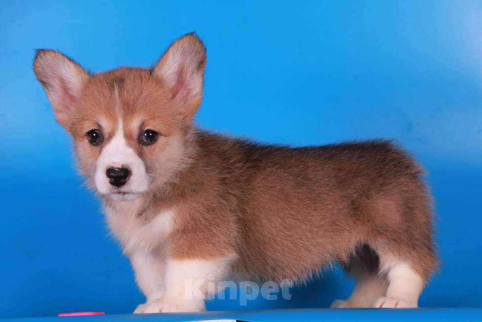 Собаки в Москве: вельш корги пемброк щенки Девочка, 80 000 руб. - фото 5