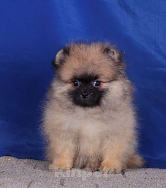 Собаки в Москве: померанский шпиц  мальчик для души Мальчик, 20 000 руб. - фото 6