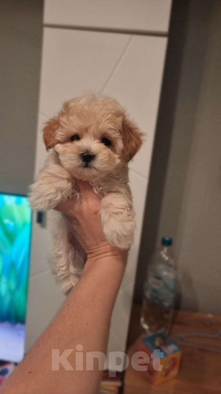 Собаки в Мытищах: Мальтипу F1 Девочка, 200 000 руб. - фото 7