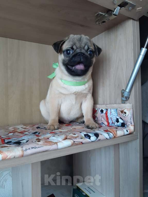 Собаки в Новосибирске: Мопс мальчик 4х мес с документами РКФ Мальчик, 45 000 руб. - фото 1