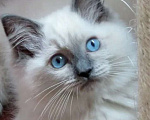Кошки в Москве: Кошечка рэгдолл Девочка, 57 000 руб. - фото 1