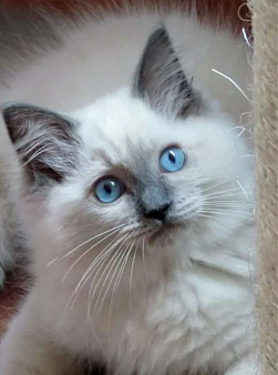 Кошечка рэгдолл