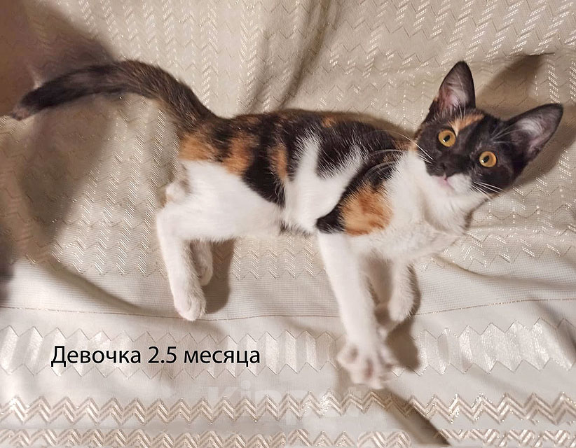 Кошки в Москве: Четыре маленьких сердечка ищут хозяев Девочка, Бесплатно - фото 6