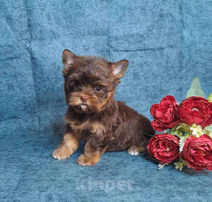 Собаки в Санкт-Петербурге: Шоколадный йорк девочка Девочка, 75 000 руб. - фото 5