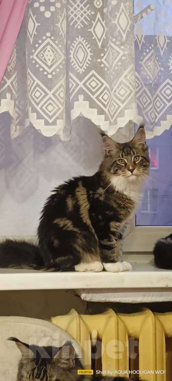 Кошки в Санкт-Петербурге: Питомник wcf, мейнкуны, Барби Аква Хулиган Девочка, 50 000 руб. - фото 1