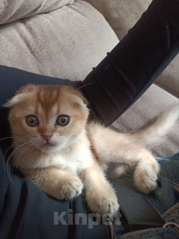 Кошки в Екатеринбурге: Вислоухий мальчик окрас ny11 Мальчик, 16 000 руб. - фото 7