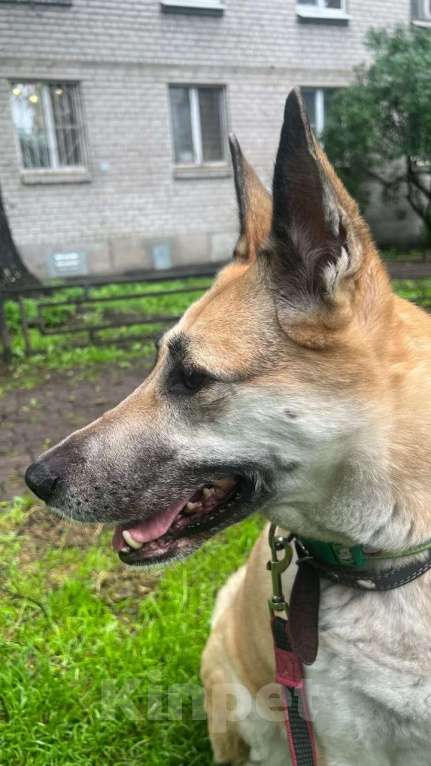 Собаки в Санкт-Петербурге: Надежная, умная, преданная и очень ласковая собакодруг Девочка, Бесплатно - фото 3