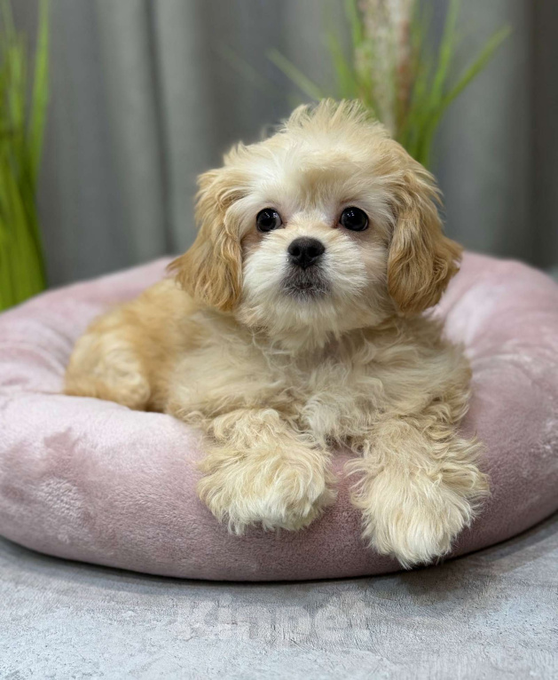 Собаки в Москве: Taya Девочка, Бесплатно - фото 5