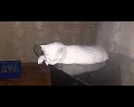 Кошки в Малмыже: Мейн кун, 6 000 руб. - фото 4