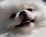 Собаки в Екатеринбурге: вязка шпица белого окраса Мальчик, 15 000 руб. - фото 2