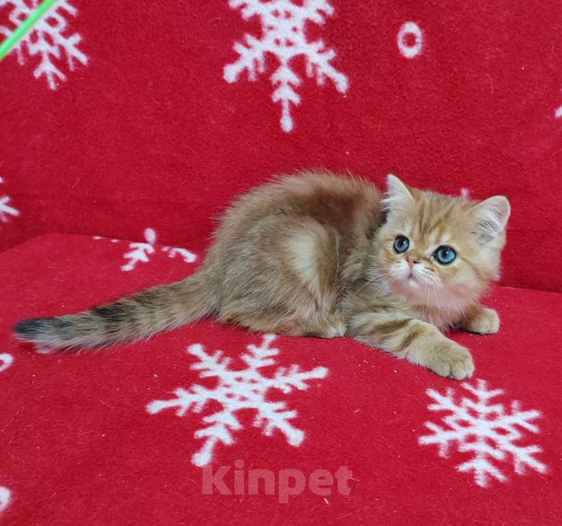 Кошки в Москве: Золотой мраморный котик Мальчик, 3 000 руб. - фото 10