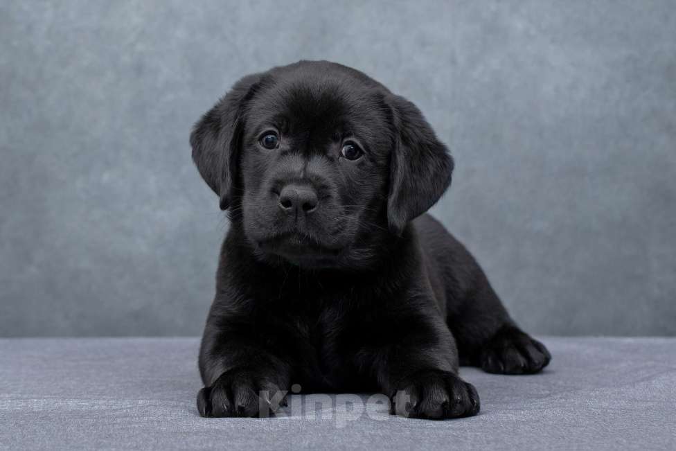 Собаки в Санкт-Петербурге: Щенок лабрадора Мальчик  Мальчик, 60 000 руб. - фото 3