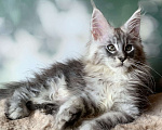Кошки в Санкт-Петербурге: Кошечка мейн кун серебряная Девочка, 30 000 руб. - фото 2