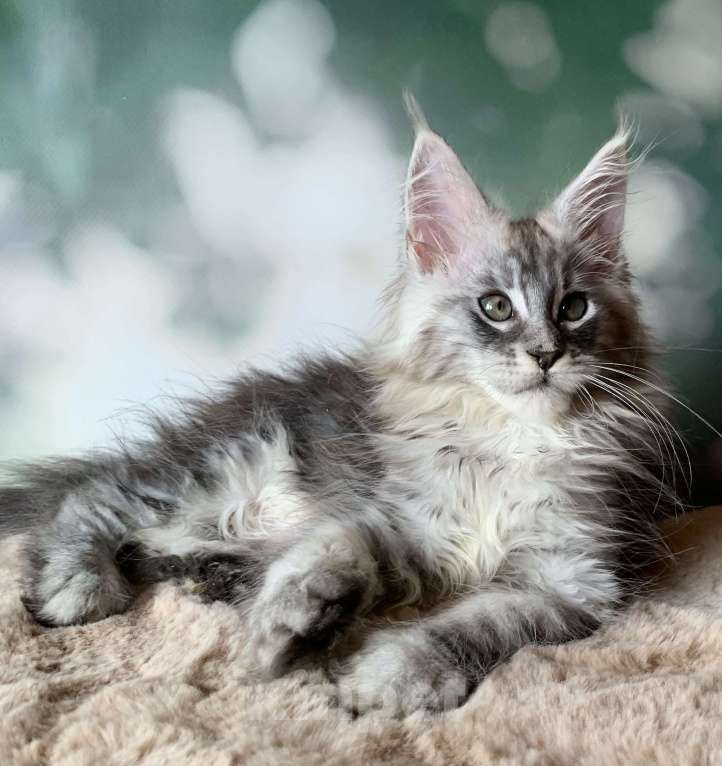 Кошки в Санкт-Петербурге: Кошечка мейн кун серебряная Девочка, 30 000 руб. - фото 2