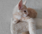 Кошки в Омске: Кот Мэйн-кун  Мальчик, 30 000 руб. - фото 3