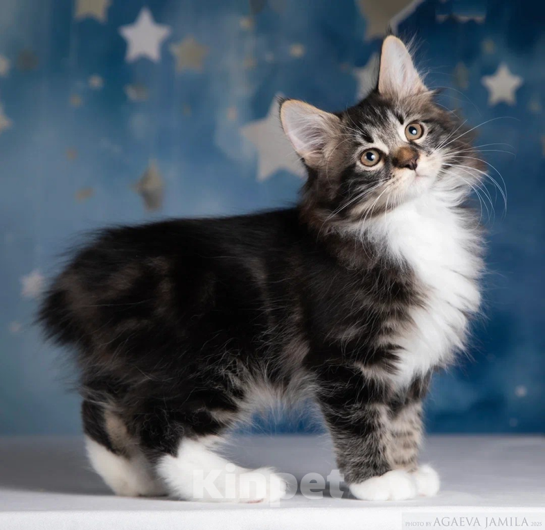 Кошки в других городах Московской области: Котик Ксандр Мальчик, 55 000 руб. - фото 2