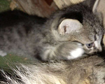 Кошки в Долгопрудном: ❗️КОТЁНОК МАЛИК В ДОБРЫЕ РУКИ❗️ Мальчик, Бесплатно - фото 3
