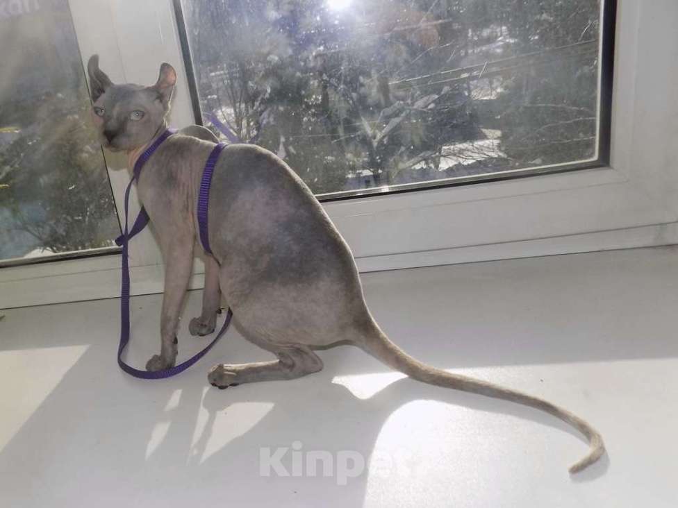 Кошки в Москве: Канадский сфинкс эльф, девочка Девочка, 30 000 руб. - фото 5