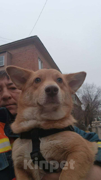 Собаки в Москве: Маленькая собачка в добрые руки Девочка, Бесплатно - фото 5