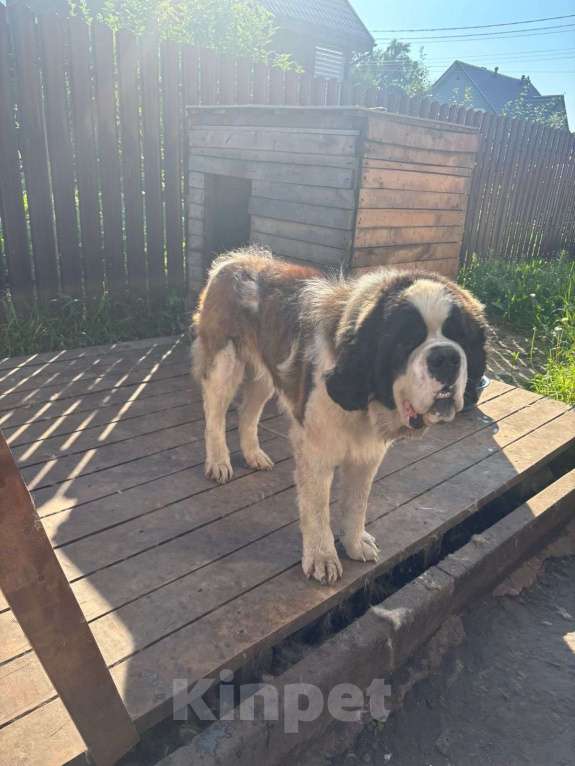 Собаки в Новосибирске: Отдам сенбернара с родословной  Мальчик, Бесплатно - фото 1