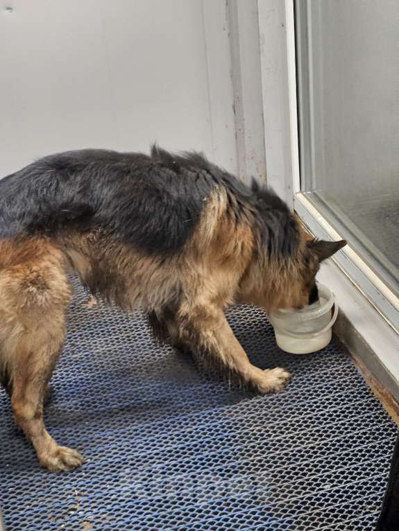 Собаки в Туле: Найден  мальчишка немецкой овчарки  Мальчик, Бесплатно - фото 2