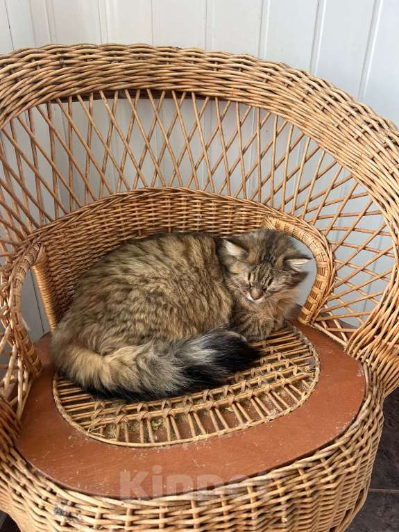 Кошки в Санкт-Петербурге: Сибирский кот в добрые руки Мальчик, Бесплатно - фото 2