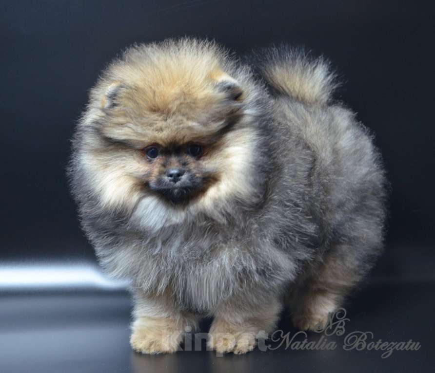 Собаки в Химках: Померанский шпиц девочка Девочка, Бесплатно - фото 2