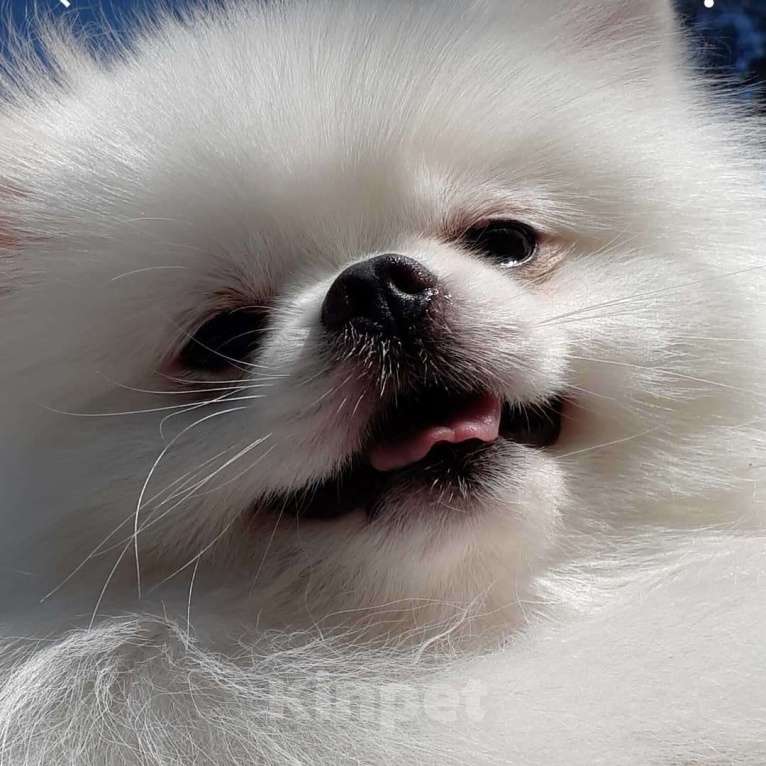 Собаки в Екатеринбурге: вязка шпица белого окраса Мальчик, 15 000 руб. - фото 2