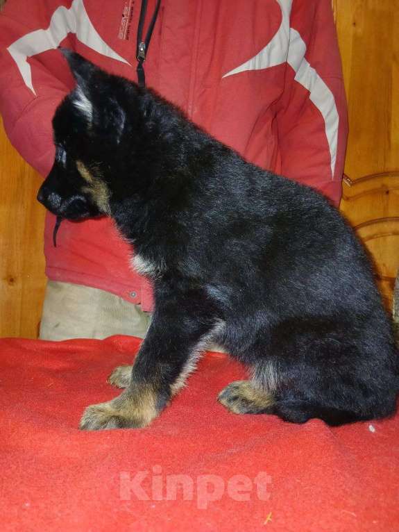 Собаки в Москве: Щенки немецкой овчарки Девочка, 25 000 руб. - фото 6