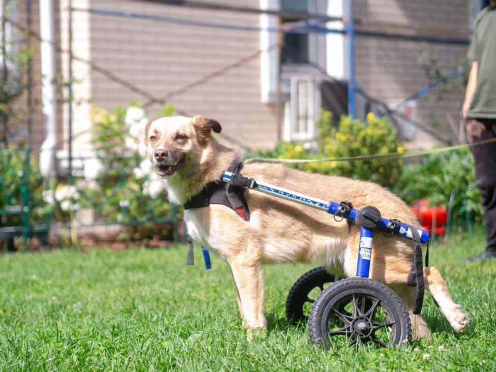 Собаки в Москве: Небольшая особенная собачка в поисках дома и семьи! Девочка, Бесплатно - фото 6
