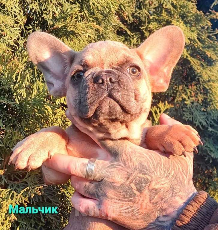 Собаки в Санкт-Петербурге: Щенки французского бульдога Мальчик, 35 000 руб. - фото 9