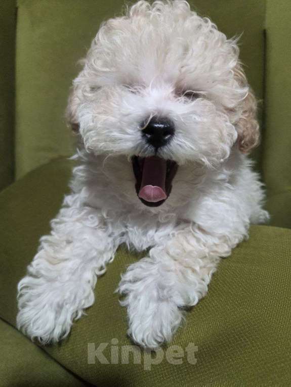 Собаки в Москве: Малыш Мальтипу Мальчик, Бесплатно - фото 6