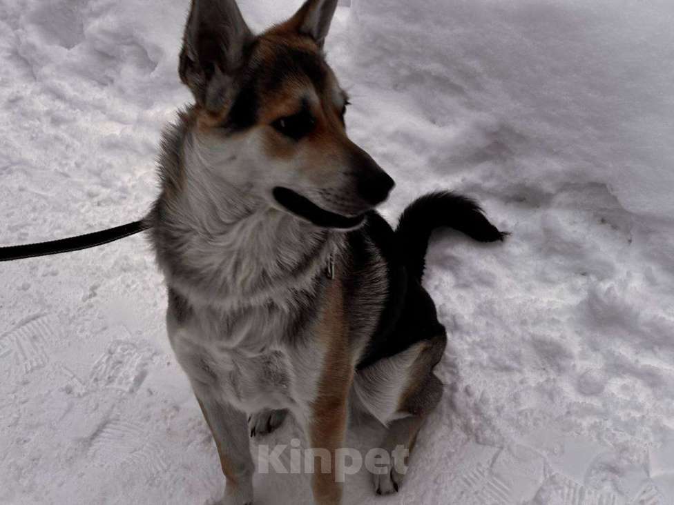 Собаки в Москве: Джокер в добрые руки Мальчик, Бесплатно - фото 7