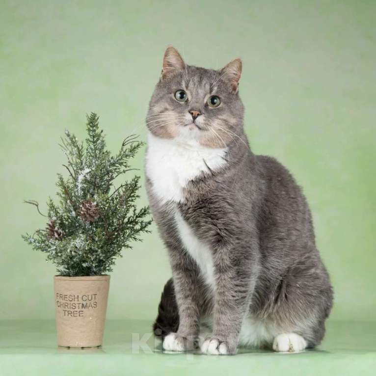 Кошки в Москве: Очаровательный щекастик Дзюба ищет дом Мальчик, 1 руб. - фото 9