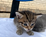 Кошки в Казани: котята в добрые руки Разнополые, Бесплатно - фото 4