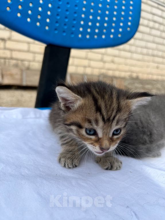 Кошки в Казани: котята в добрые руки Разнополые, Бесплатно - фото 4