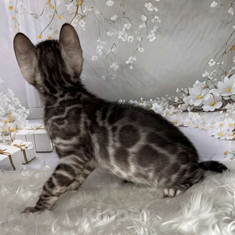 Кошки в Москве: Бенгальские котята серебро с родословной  Мальчик, Бесплатно - фото 3