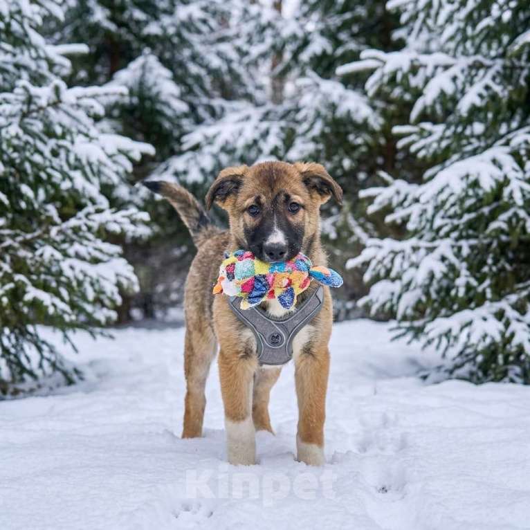 Собаки в Москве: щенок Луша в добрые руки Девочка, Бесплатно - фото 4