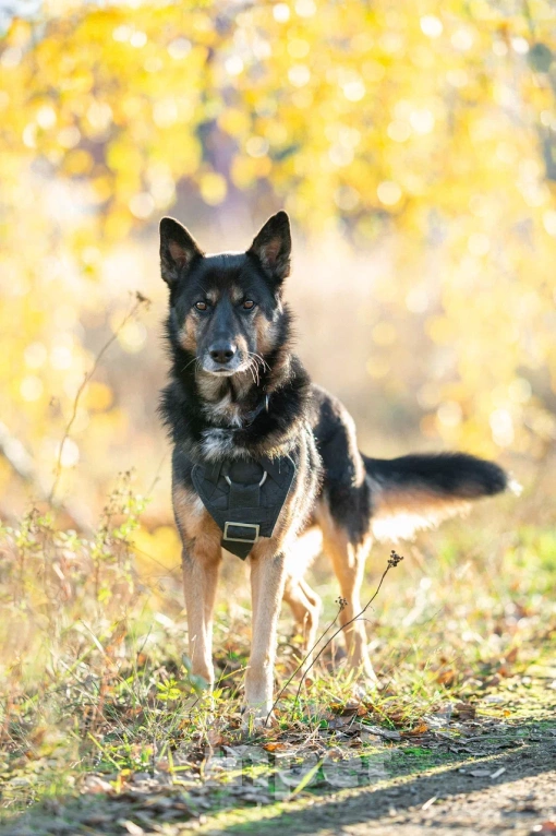 Собаки в Москве: Красавец Арчи Мальчик, Бесплатно - фото 6