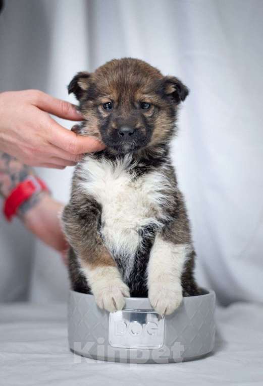 Собаки в Ногинске: Щенок девочка в добрые руки Девочка, Бесплатно - фото 5