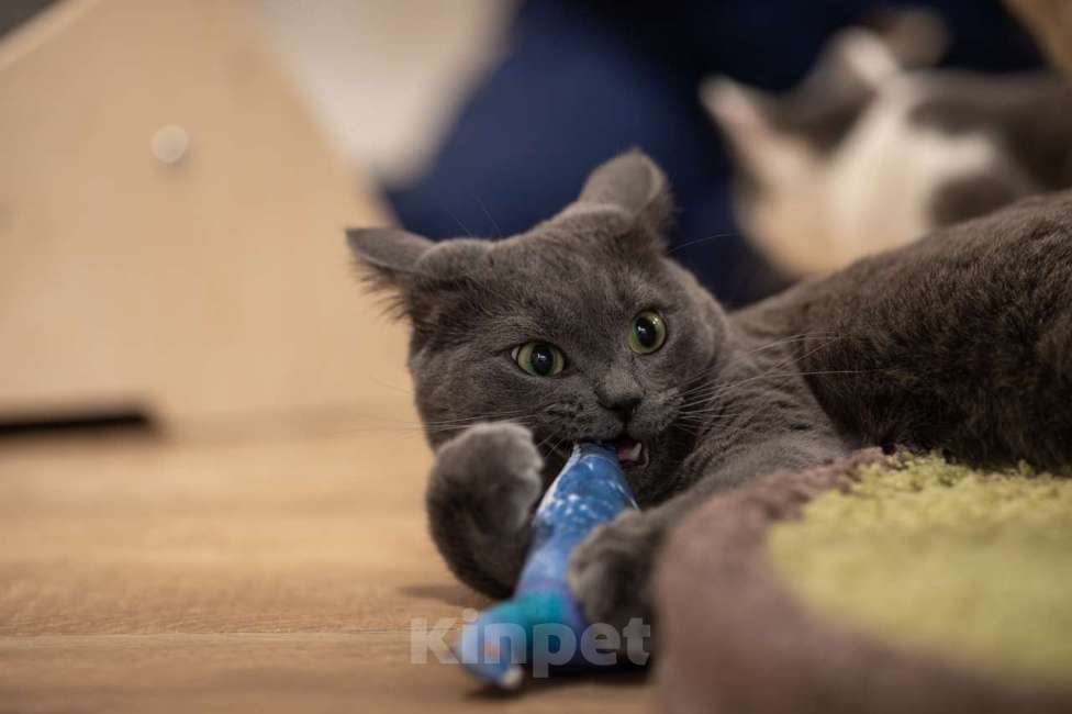 Кошки в Москве: кот Артур в добрые руки Мальчик, Бесплатно - фото 5