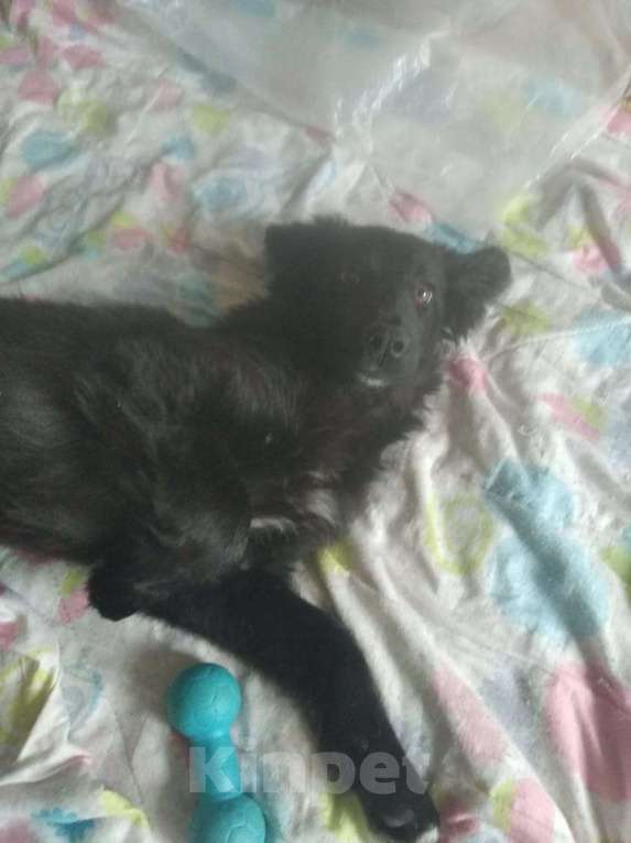 Собаки в Ореховом-Зуево: Щенок венгерской овчарки Ариша ждет хозяев Девочка, 2 000 руб. - фото 5