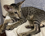 Кошки в Перми: Ориентальный котенок Мальчик, Бесплатно - фото 4